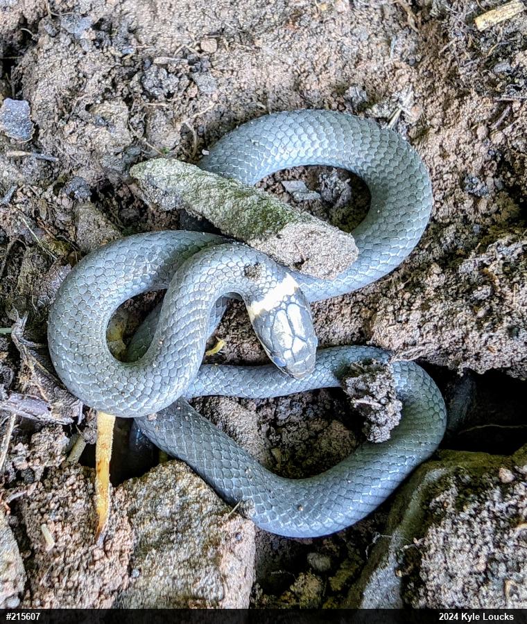 Northern Ring-necked Snake
