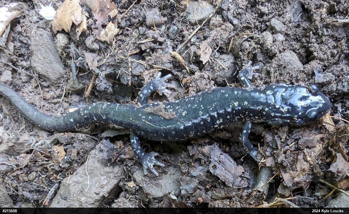Northern Slimy Salamander