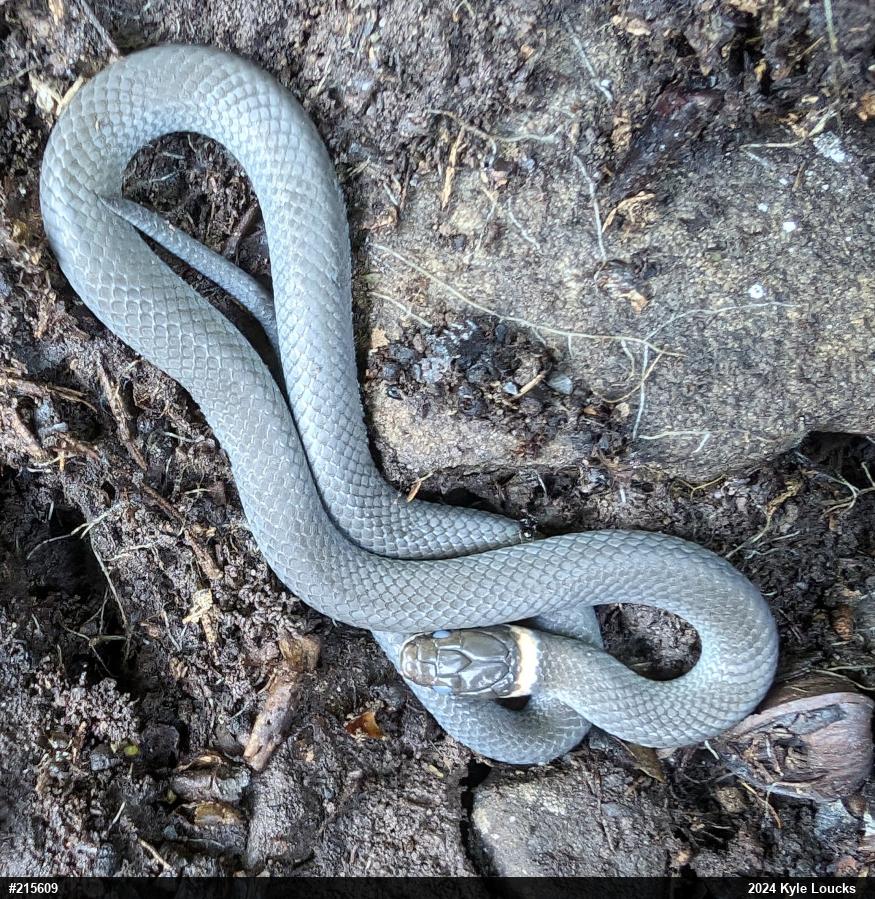 Northern Ring-necked Snake