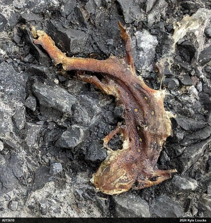 Red-spotted Newt