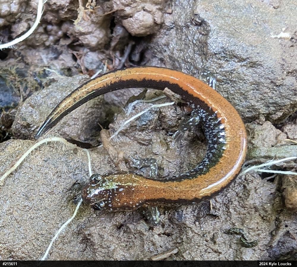 Eastern Red-backed  Salamander