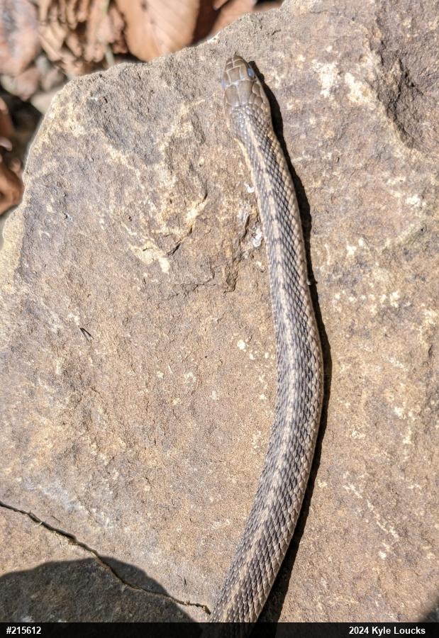 Eastern Gartersnake
