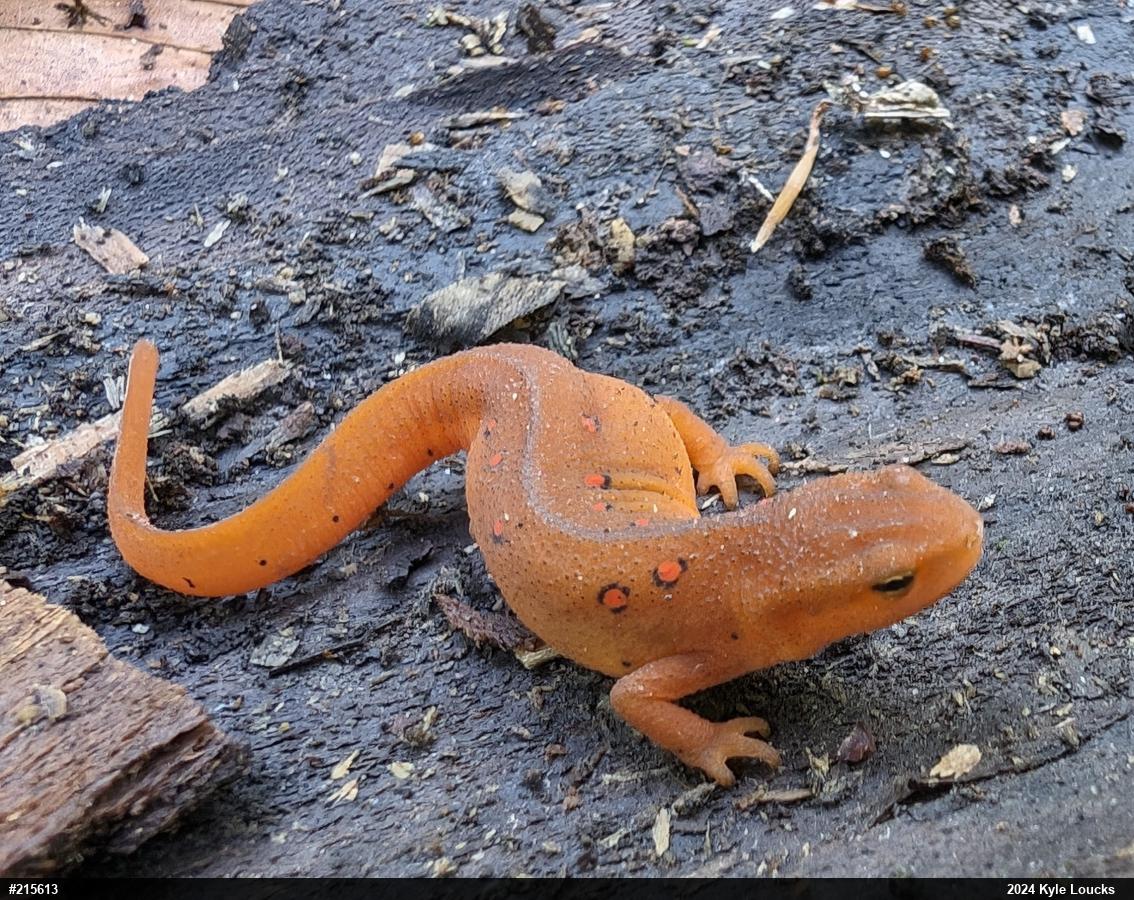 Red-spotted Newt