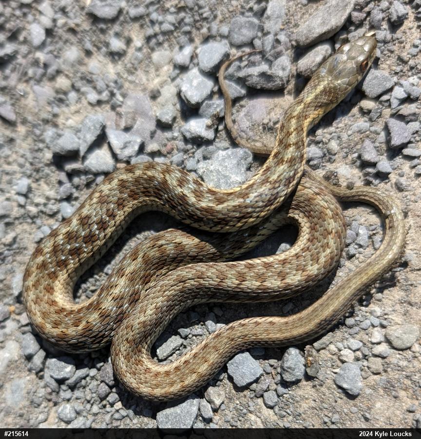 Eastern Gartersnake