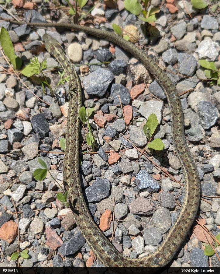 Eastern Gartersnake