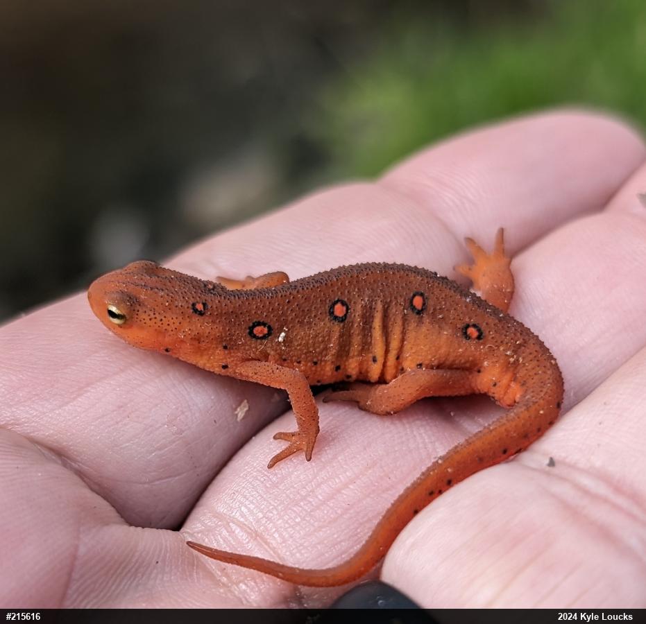 Red-spotted Newt