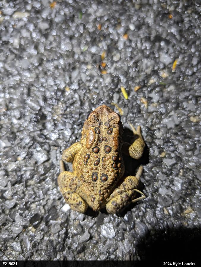 Eastern American Toad