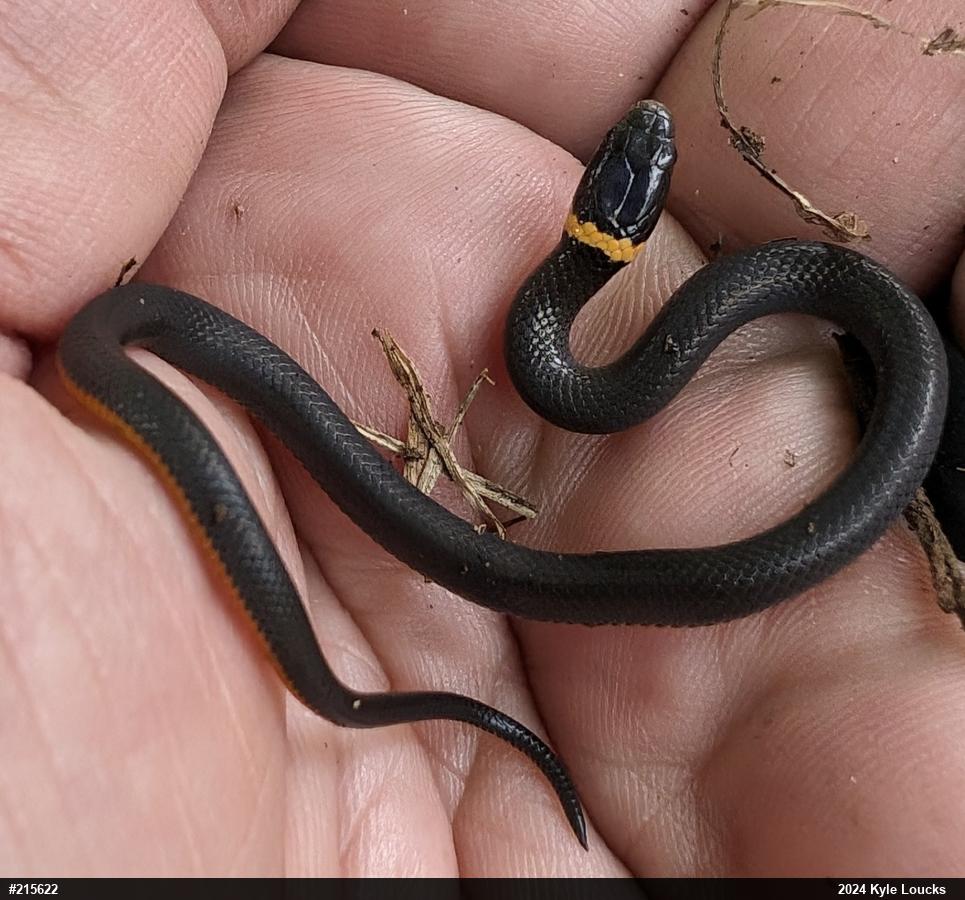 Northern Ring-necked Snake