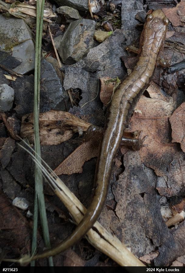 Allegheny Mountain Dusky Salamander
