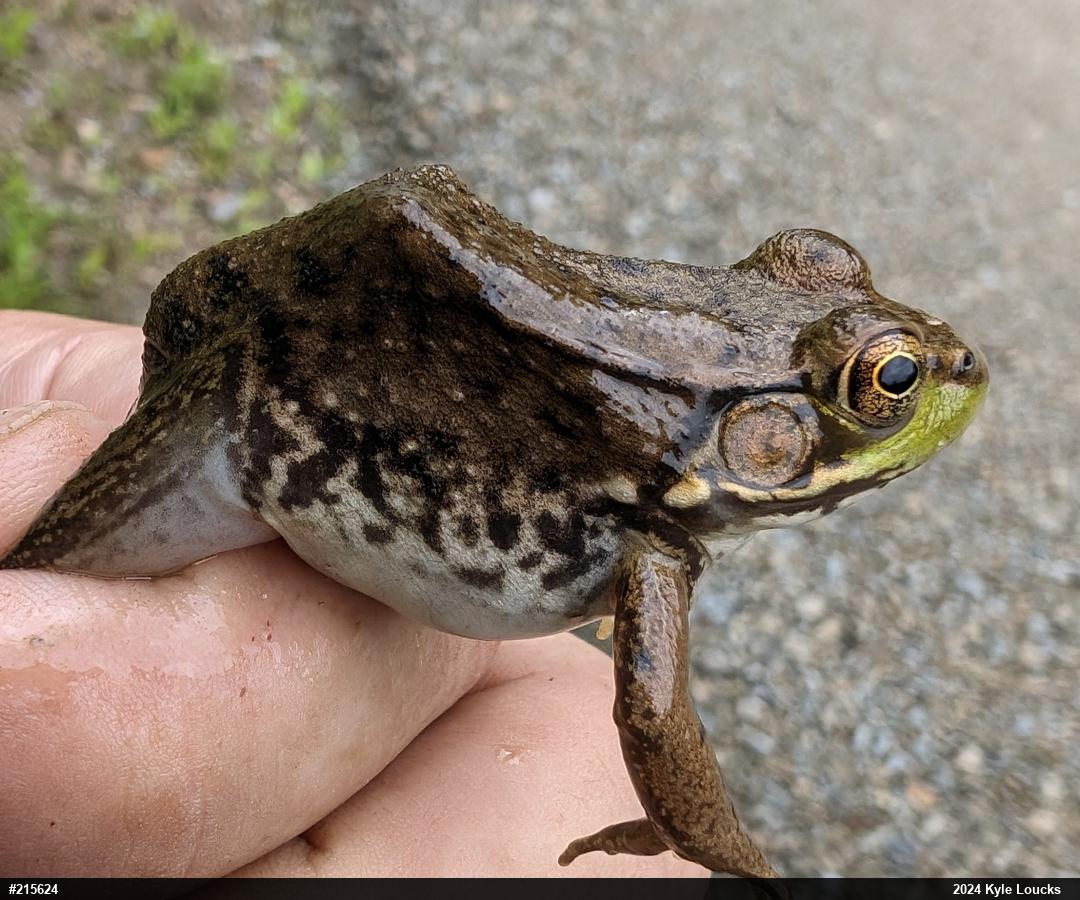 Green Frog