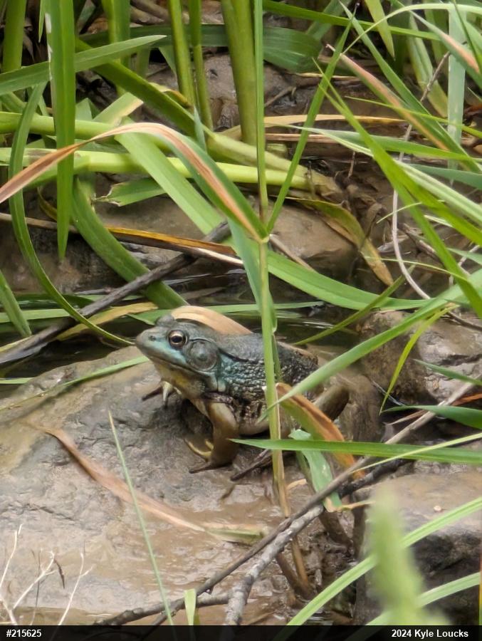 Green Frog