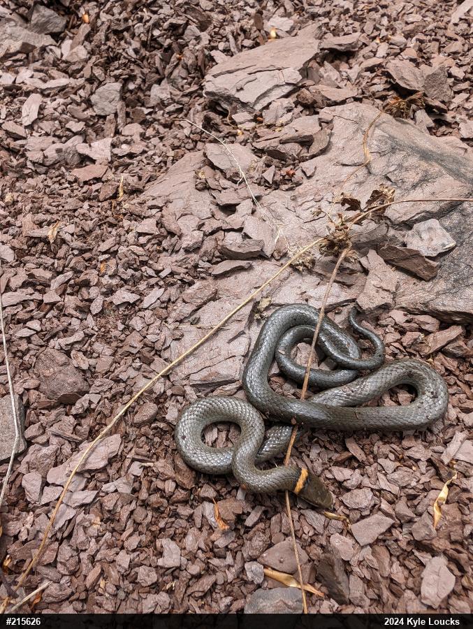 Northern Ring-necked Snake