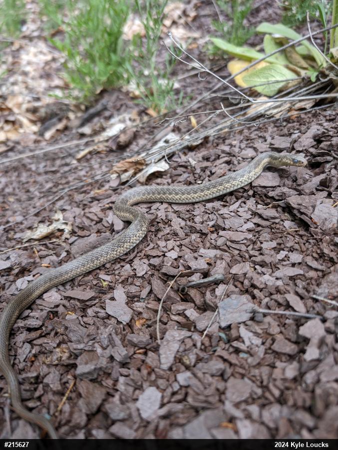Eastern Gartersnake