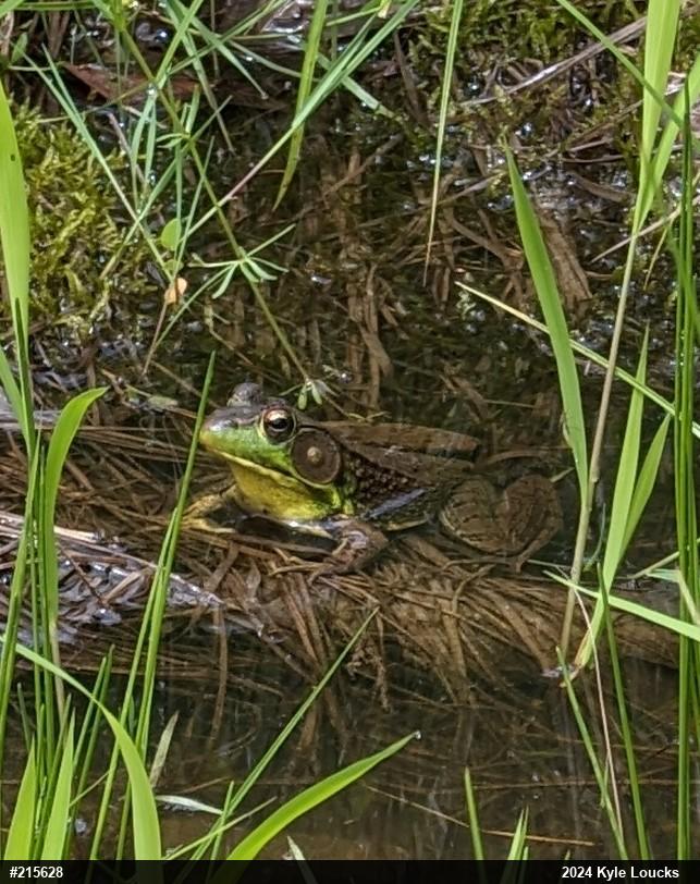Green Frog