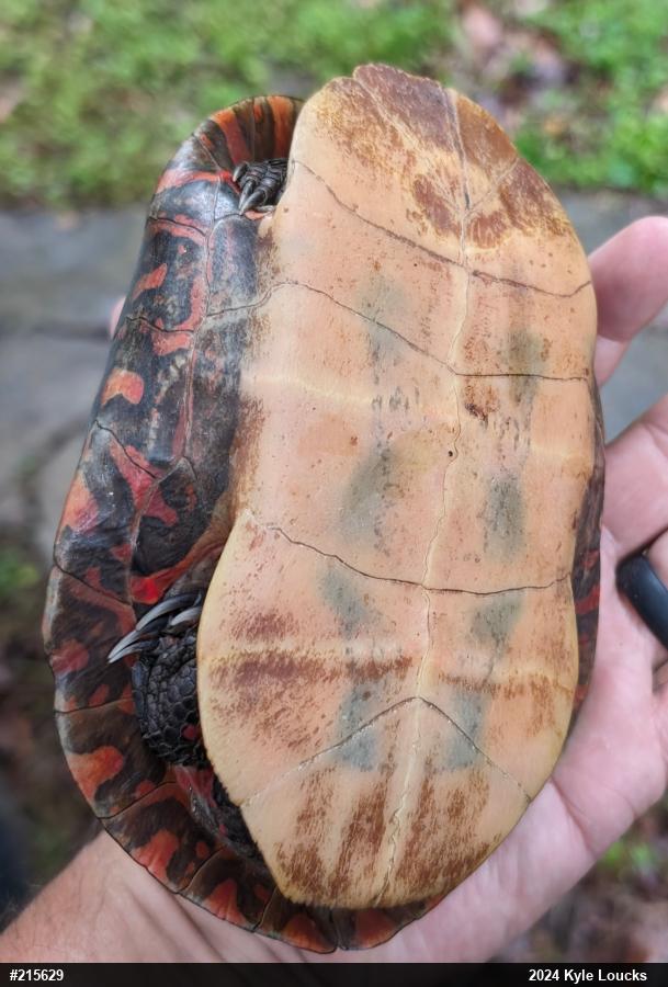 Midland Painted Turtle