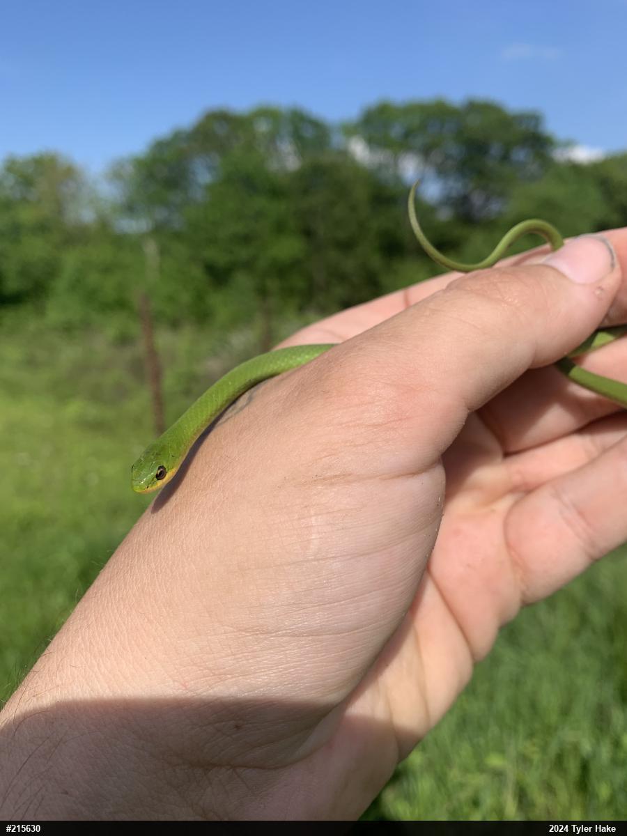 Smooth Greensnake