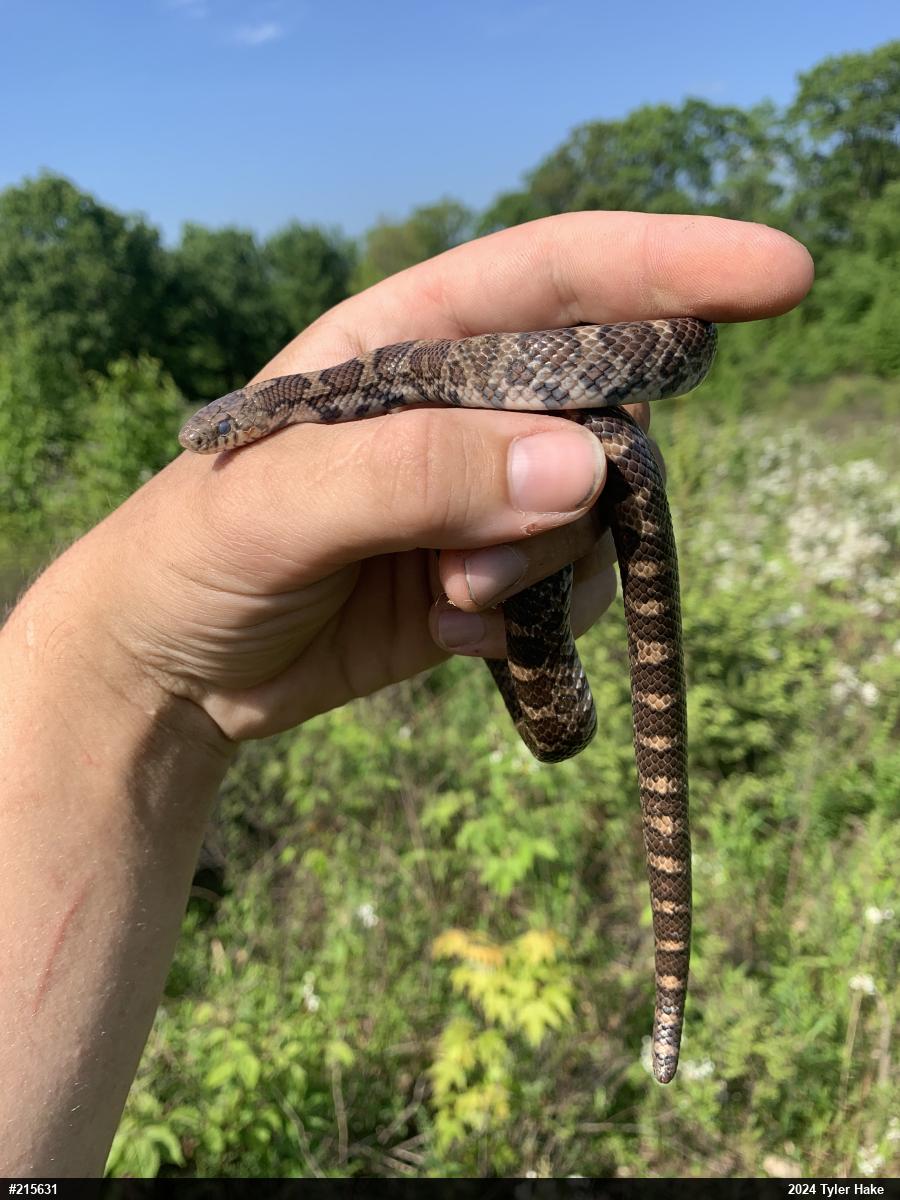 Eastern Milksnake