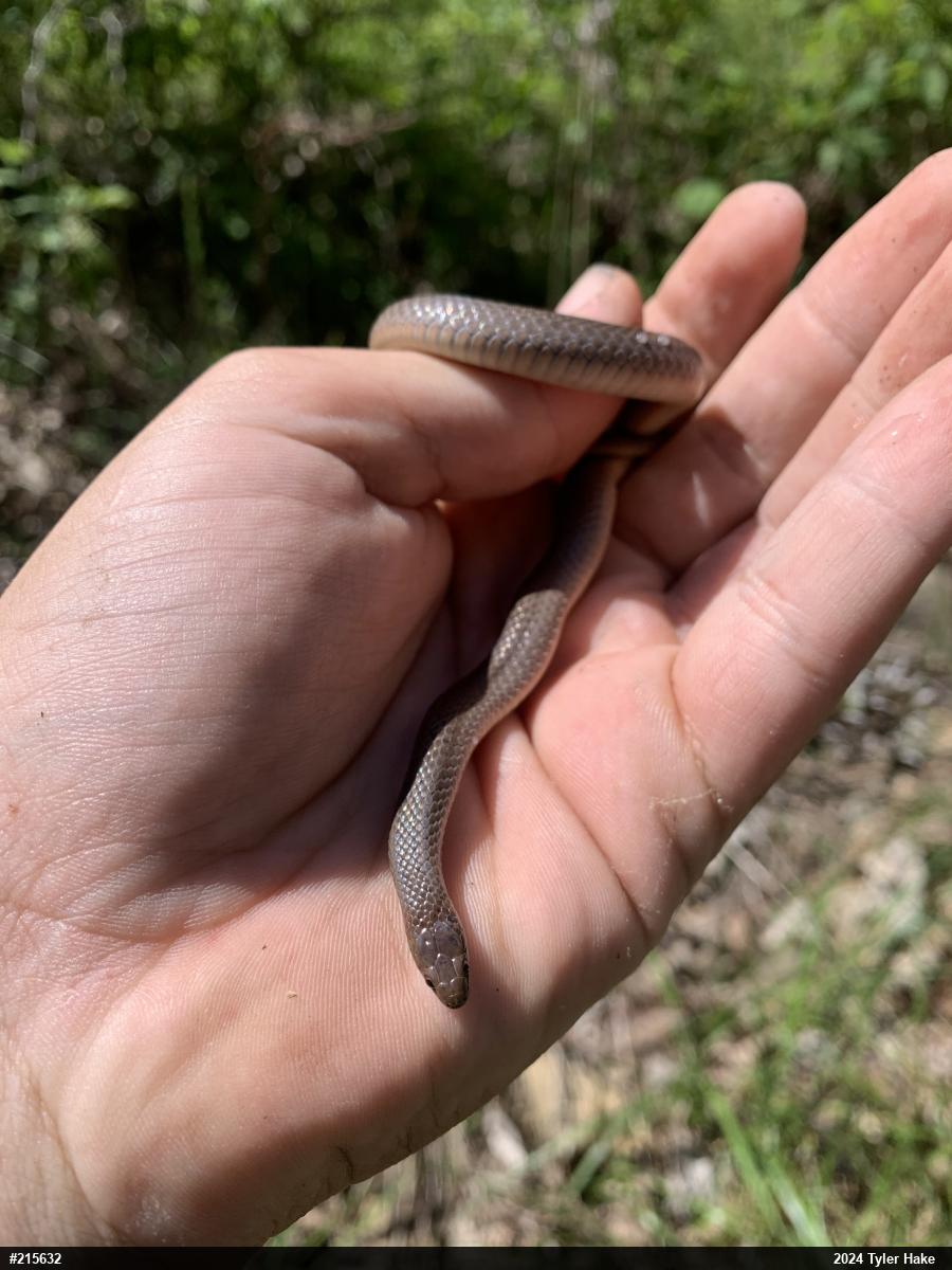 Mountain Earthsnake