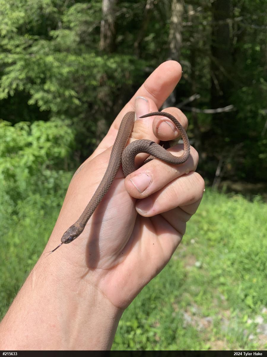 Red-bellied Snake