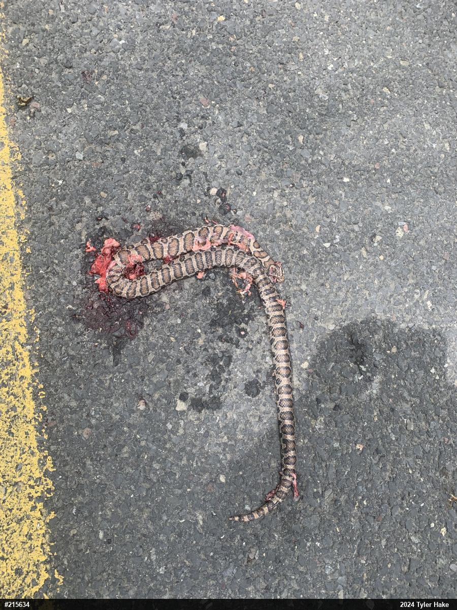 Eastern Milksnake