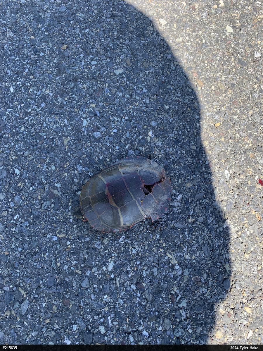 Painted Turtle