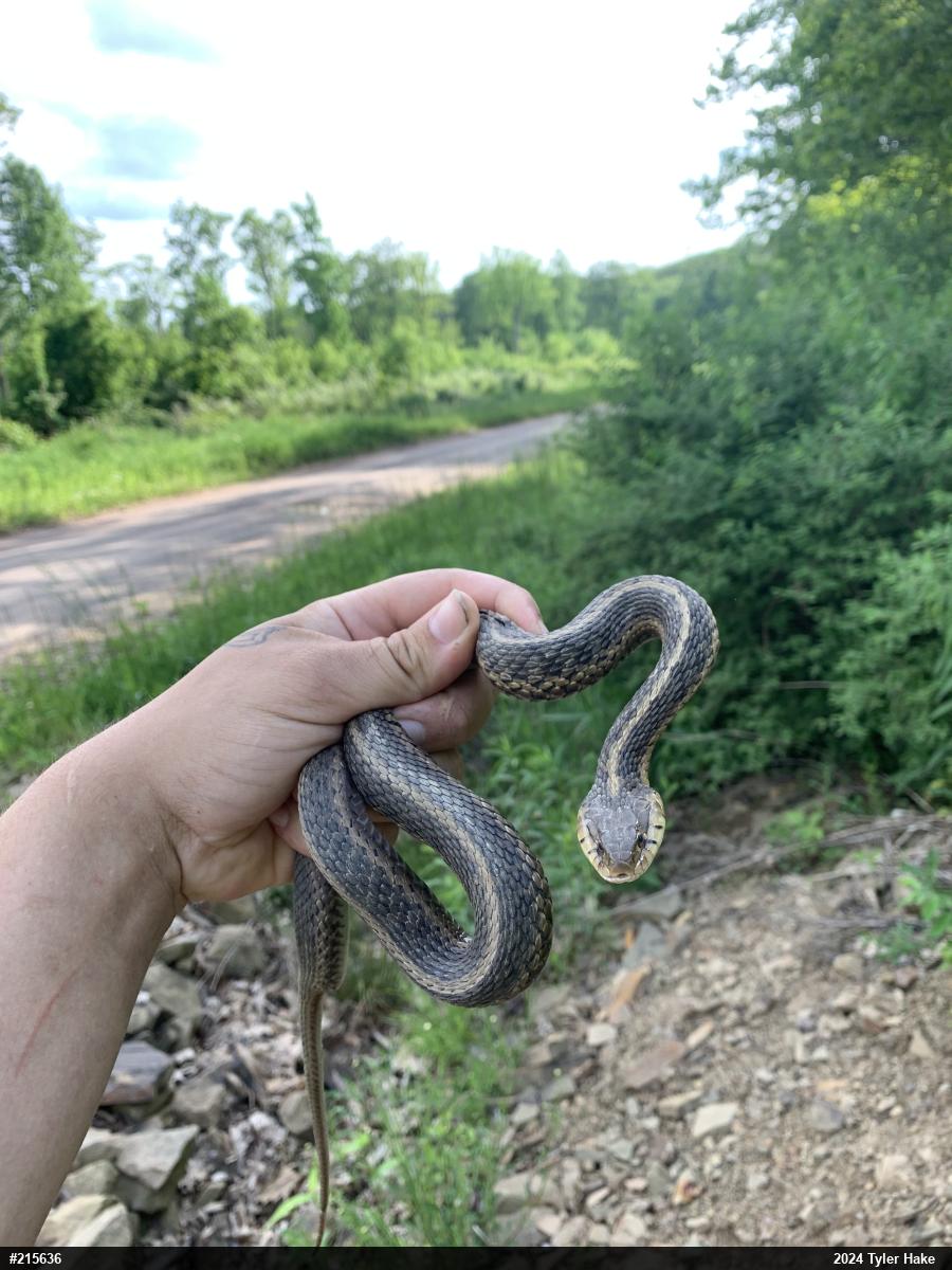 Eastern Gartersnake