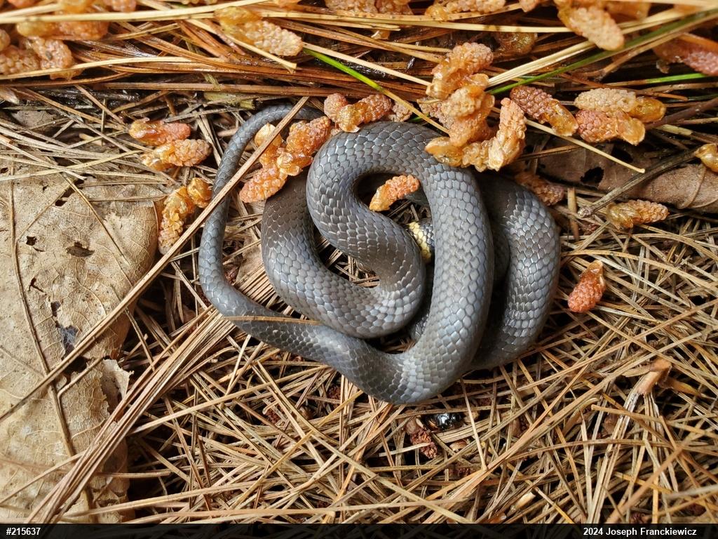 Northern Ring-necked Snake