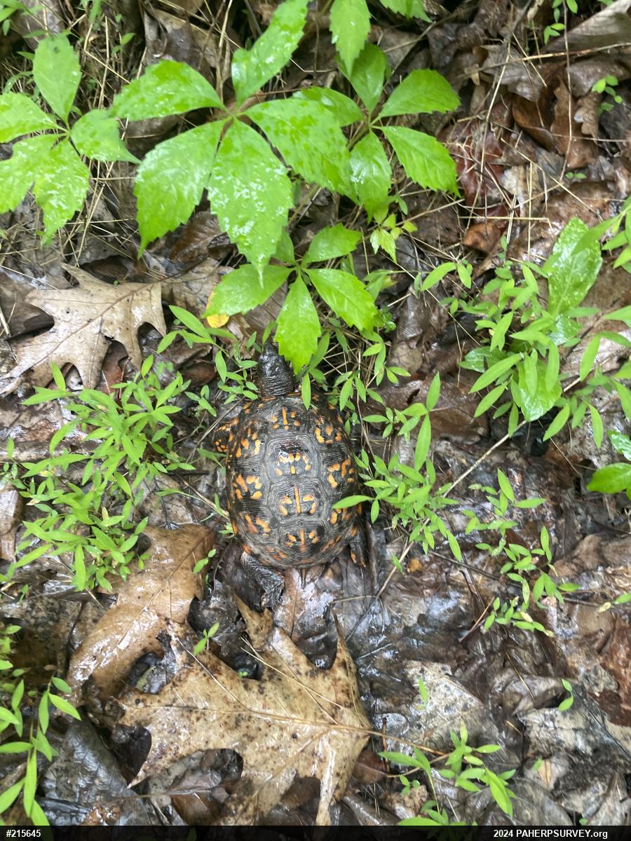 Eastern Box Turtle
