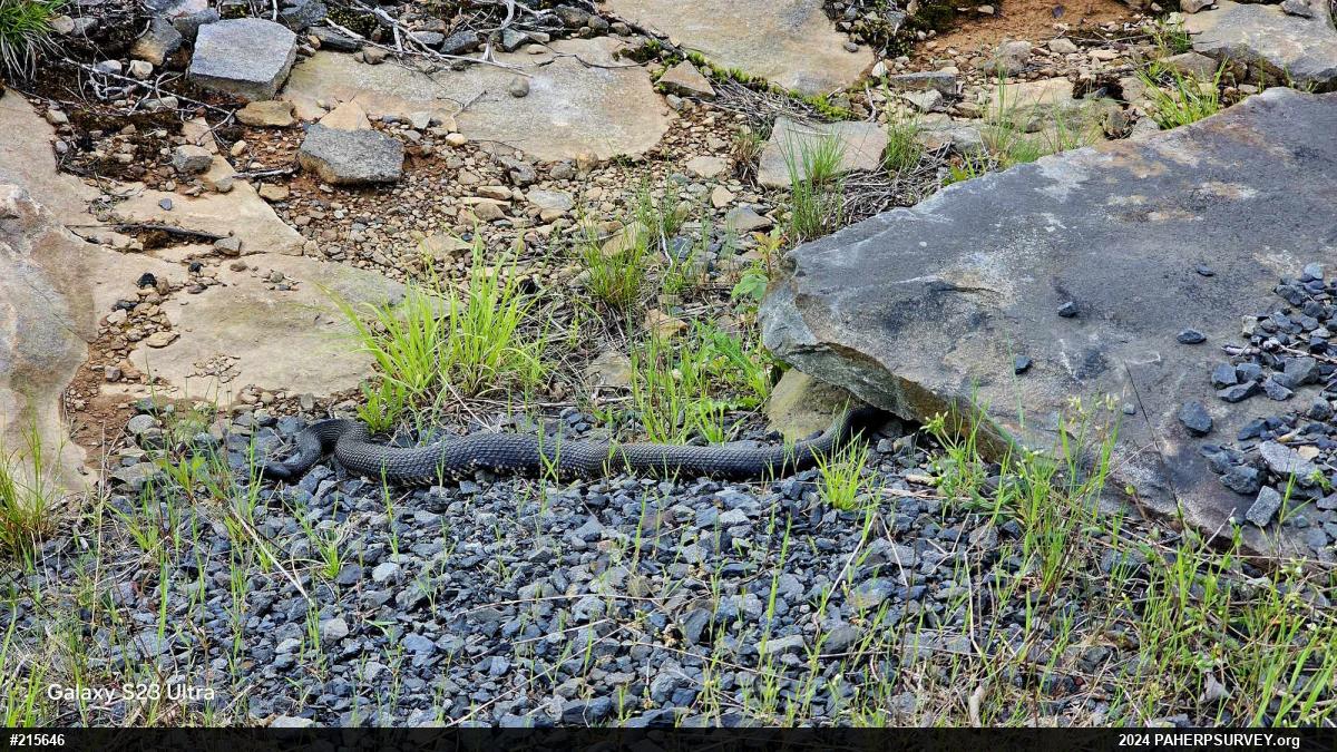 Timber Rattlesnake