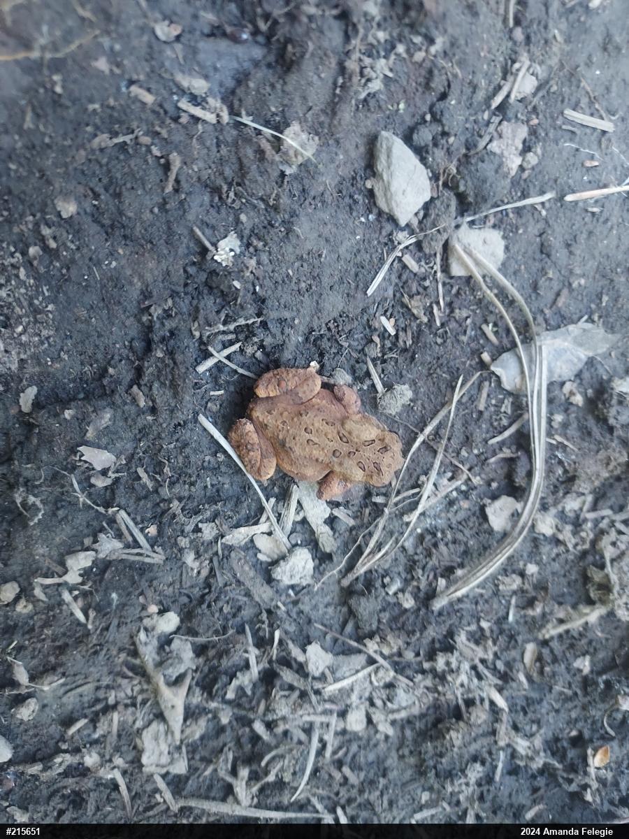 Eastern American Toad