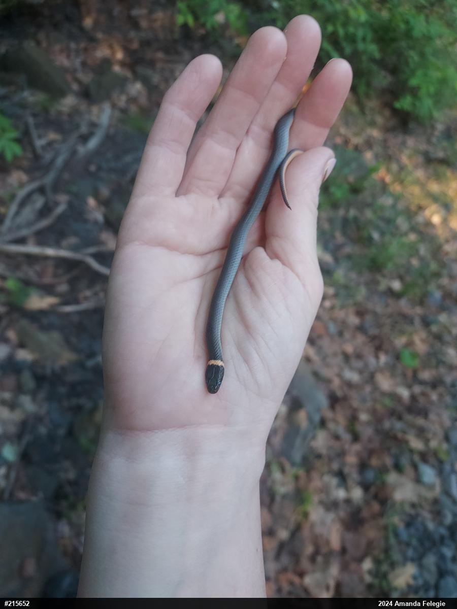 Northern Ring-necked Snake