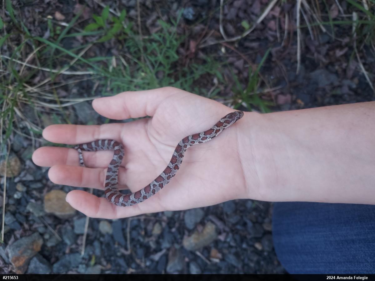 Eastern Milksnake
