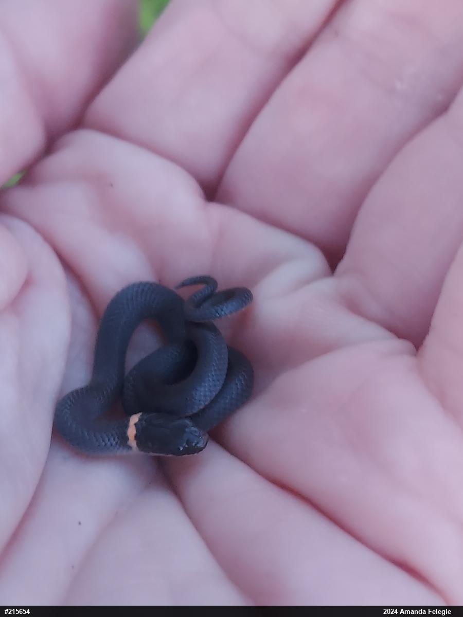 Northern Ring-necked Snake
