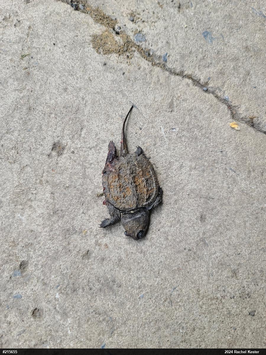 Snapping Turtle
