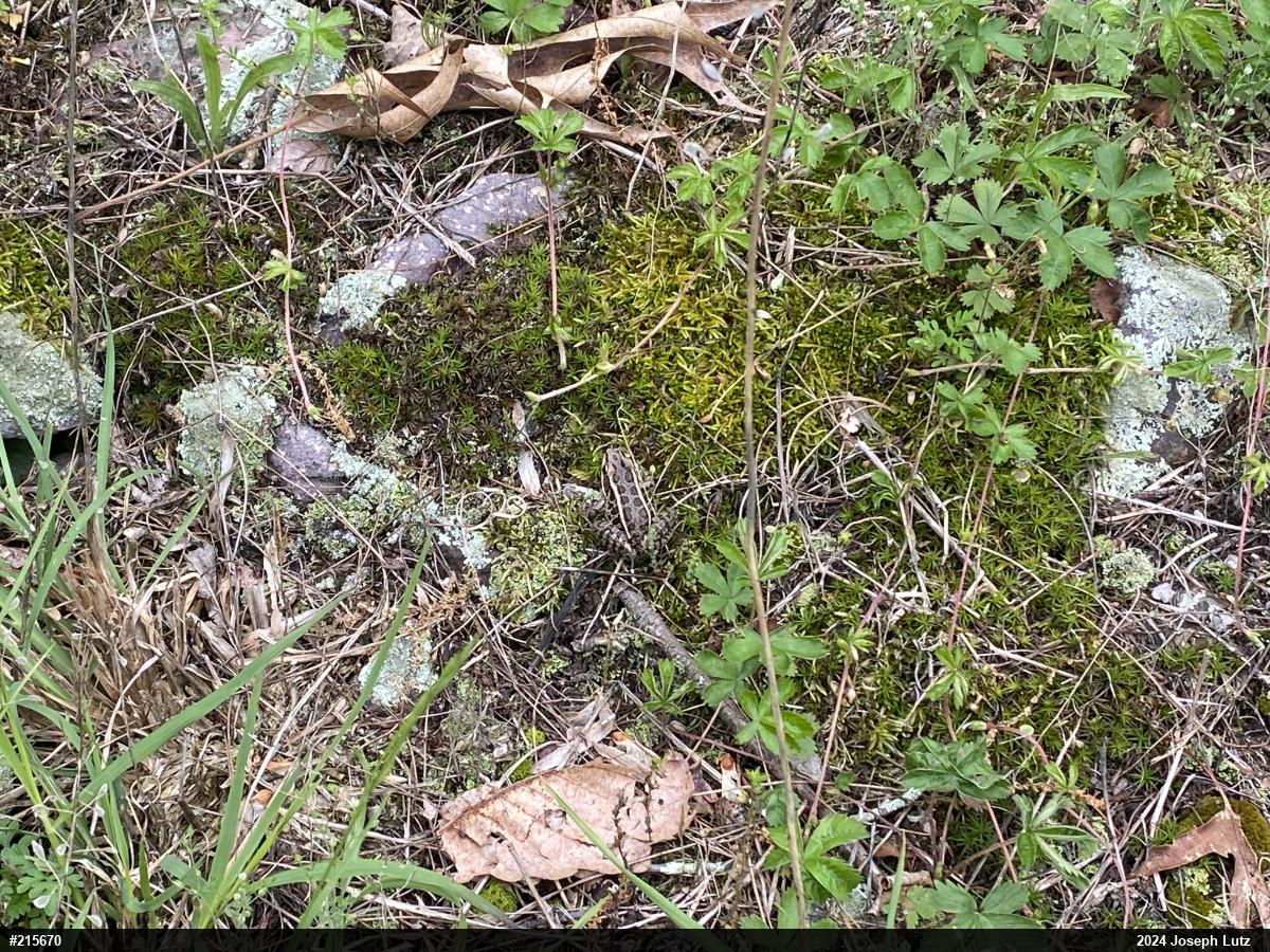 Pickerel Frog