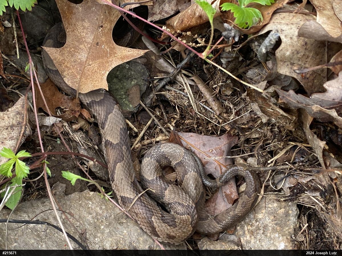 Northern Copperhead