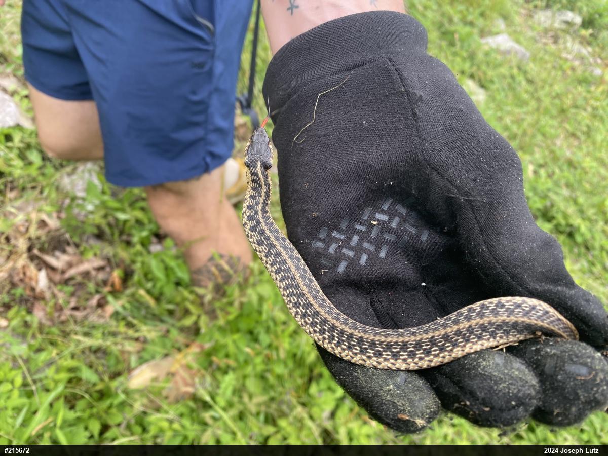Eastern Gartersnake