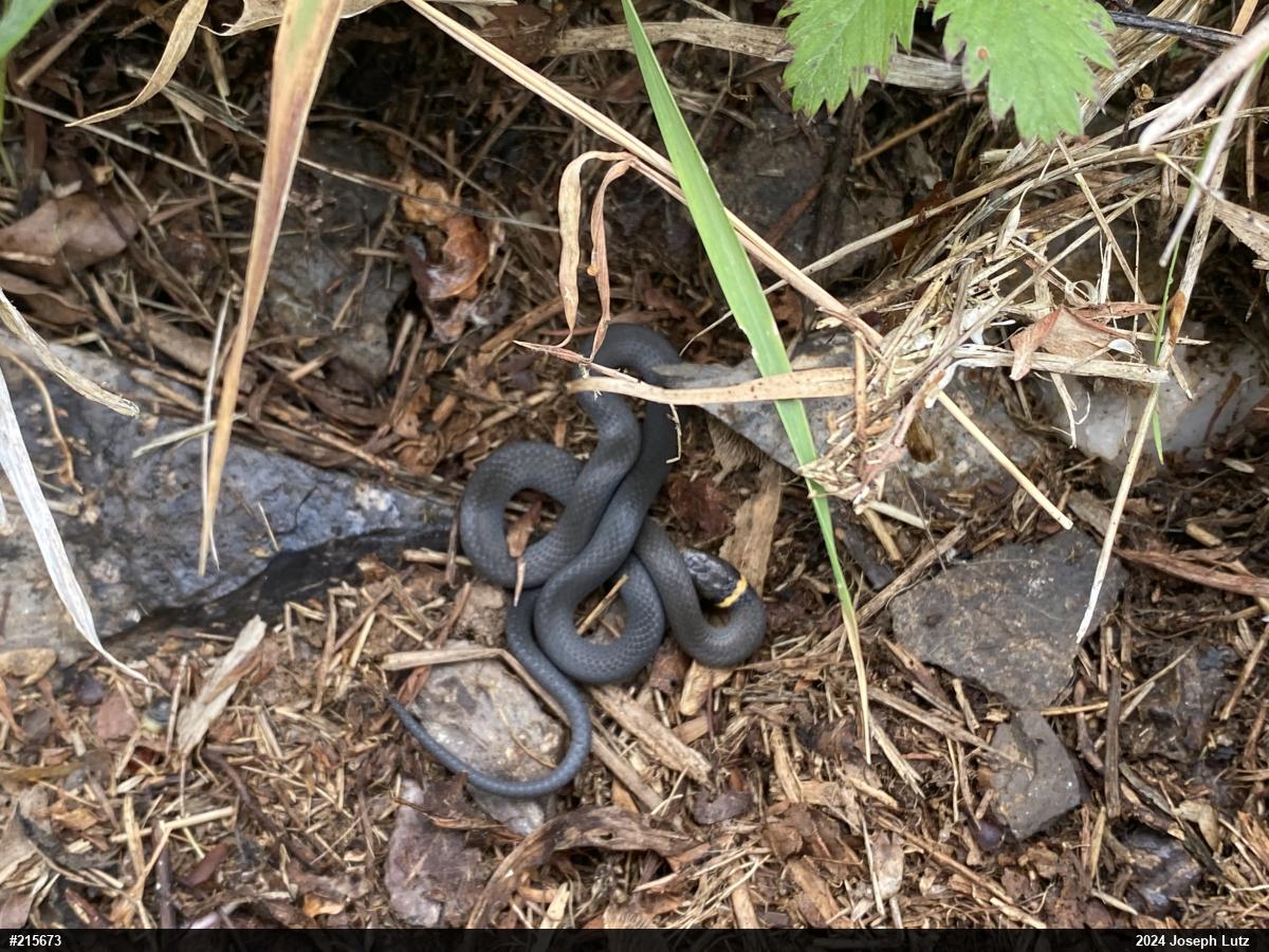 Northern Ring-necked Snake