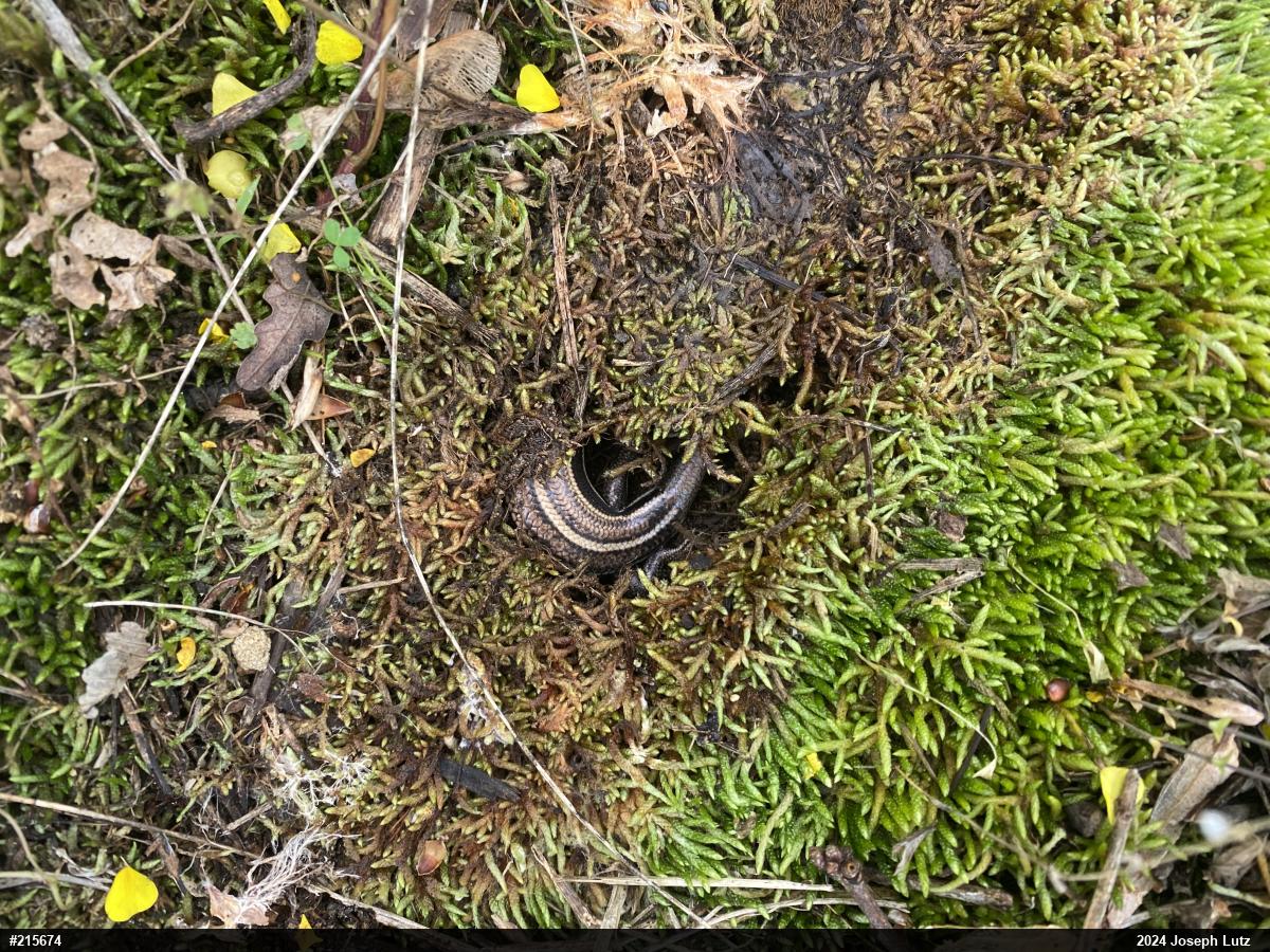 Common Five-lined Skink