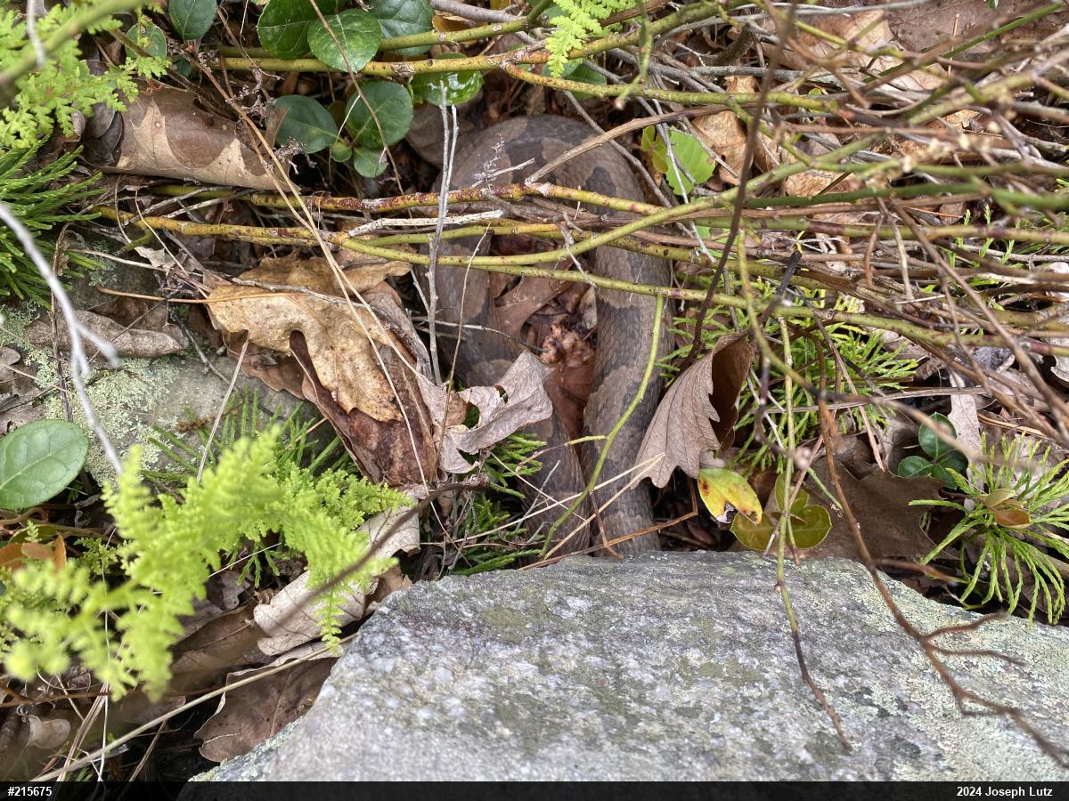 Northern Copperhead