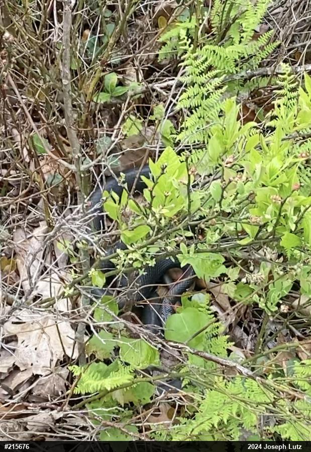 Northern Black Racer
