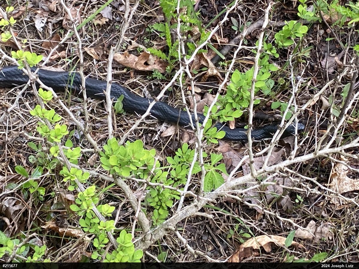 Eastern Ratsnake