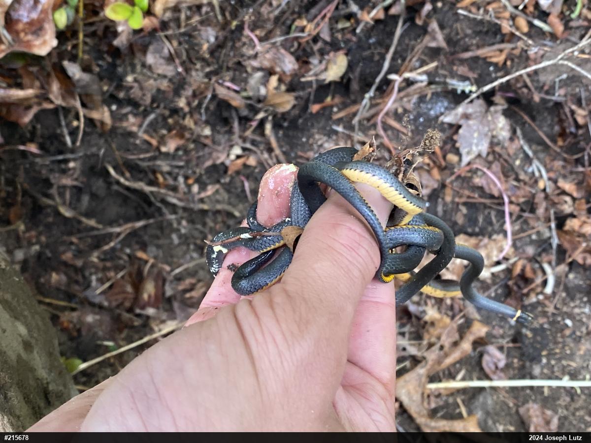 Northern Ring-necked Snake