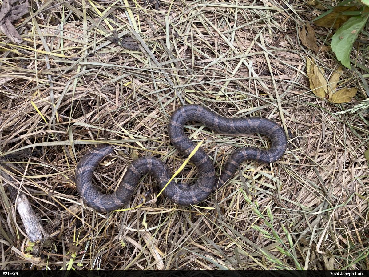Eastern Milksnake