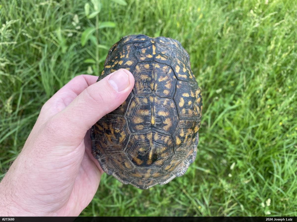 Eastern Box Turtle