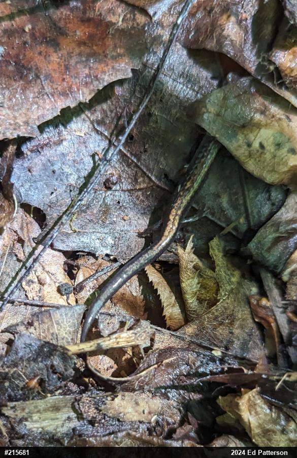 Eastern Red-backed  Salamander