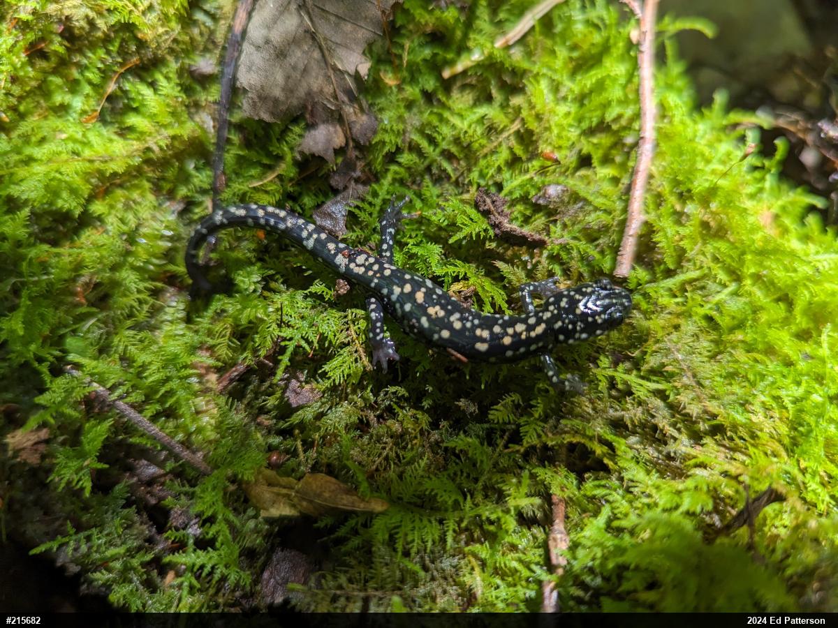 Northern Slimy Salamander