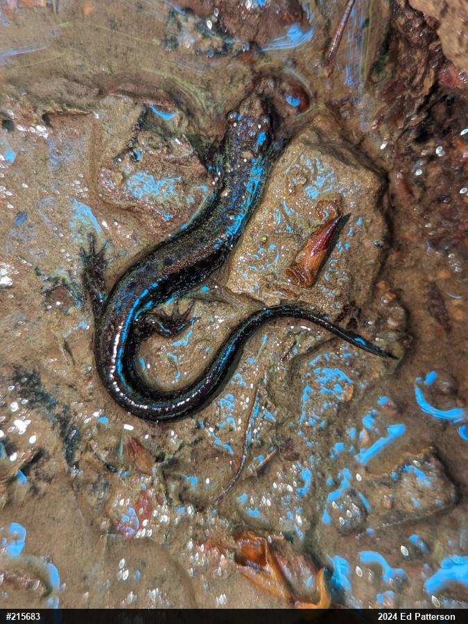 Allegheny Mountain Dusky Salamander