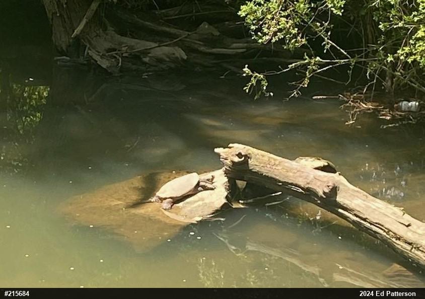 Snapping Turtle