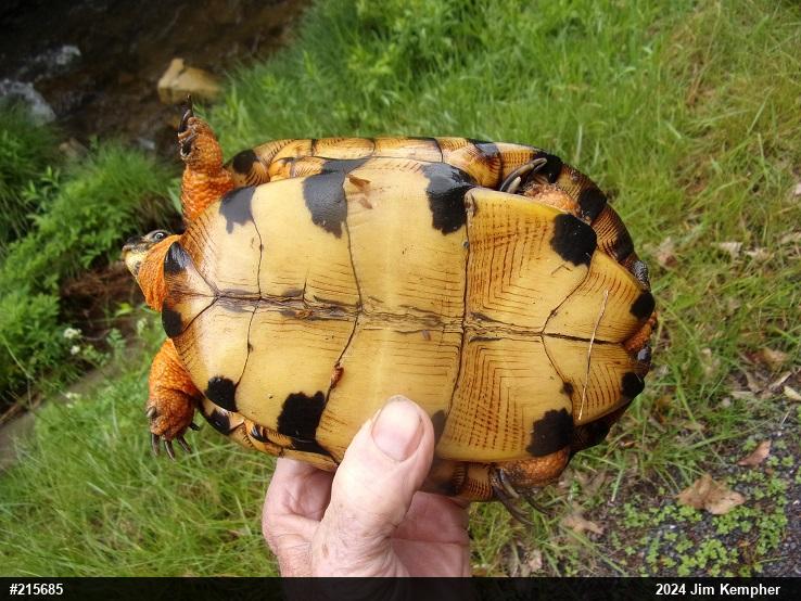 Wood Turtle